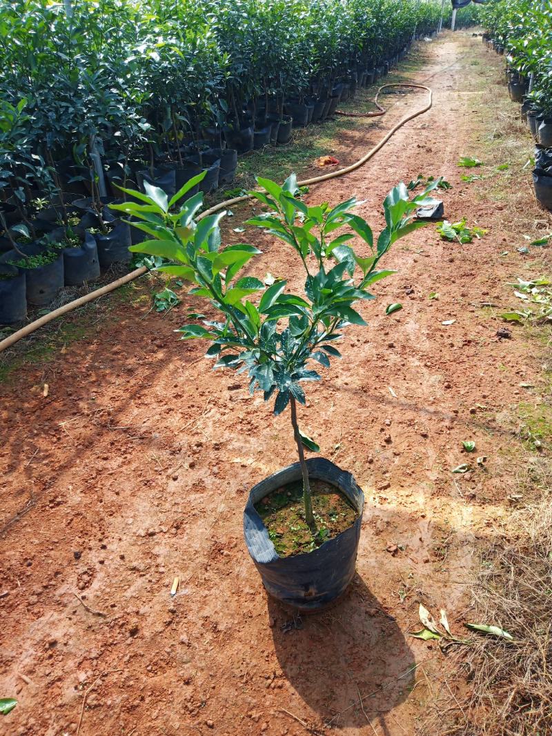【推荐】精品大叶纸壳头沃柑大杯苗基地直发欢迎选购！