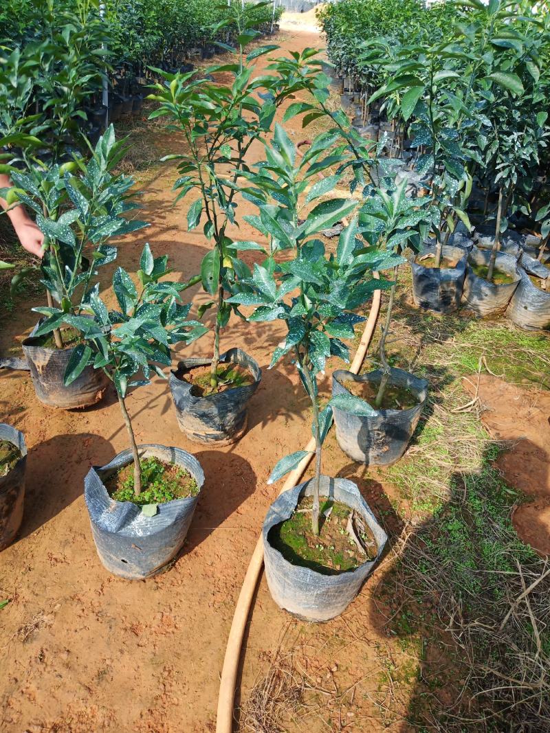 【推荐】精品大叶纸壳头沃柑大杯苗基地直发欢迎选购！