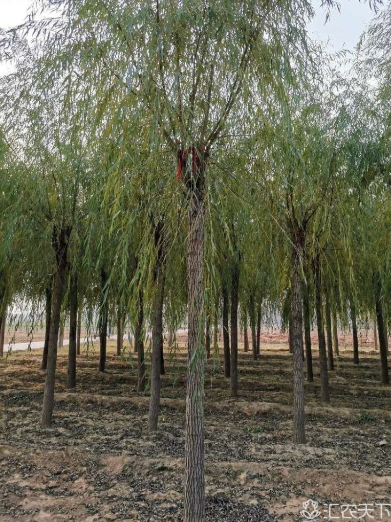 垂柳，垂柳基地，嫁接垂柳，原生垂柳