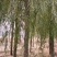 垂柳，垂柳基地，嫁接垂柳，原生垂柳