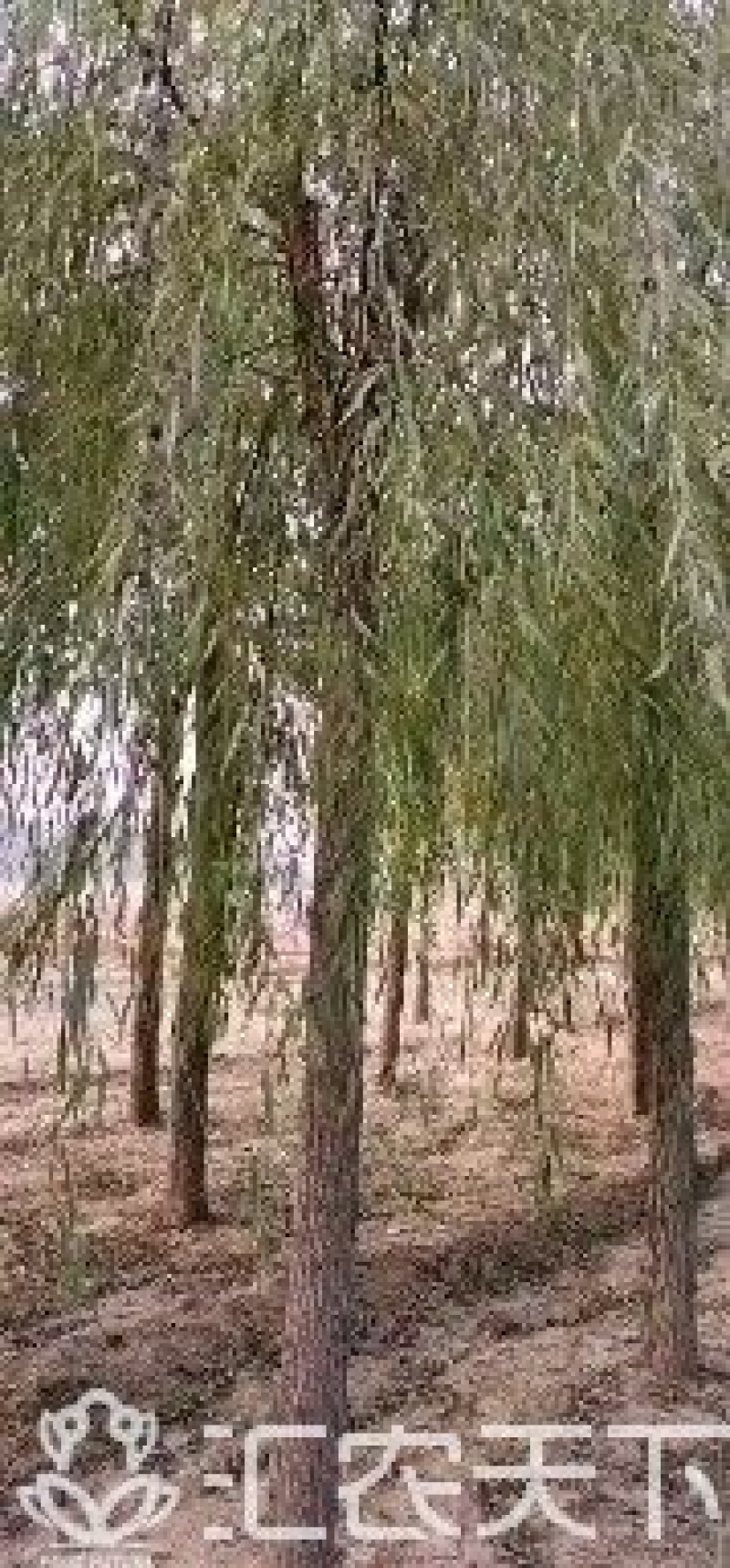 垂柳，垂柳基地，嫁接垂柳，原生垂柳