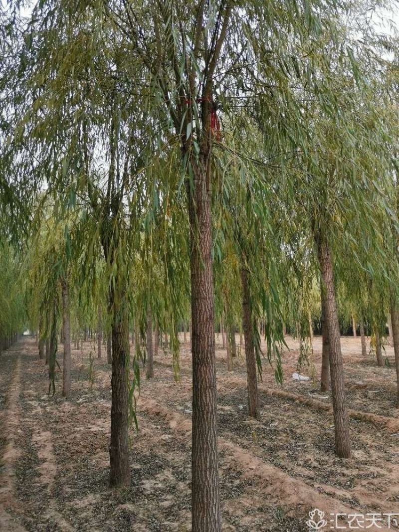 垂柳，垂柳基地，嫁接垂柳，原生垂柳