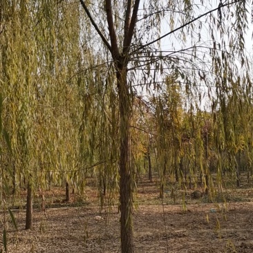 垂柳，垂柳基地，嫁接垂柳，原生垂柳