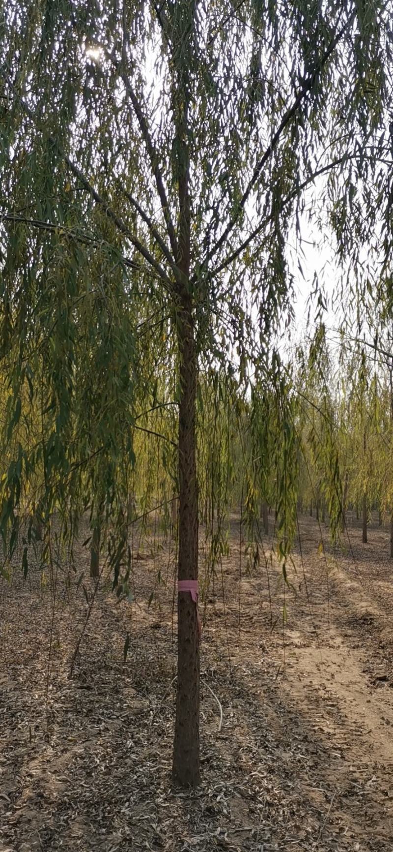 垂柳，垂柳基地，嫁接垂柳，原生垂柳