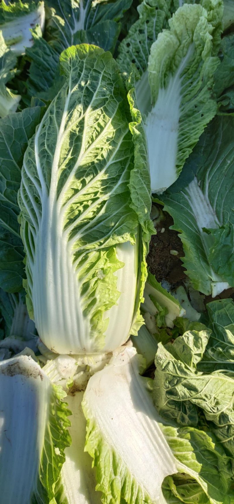 冷棚大白菜有现货啊需的提前联系我