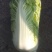 冷棚大白菜有现货啊需的提前联系我