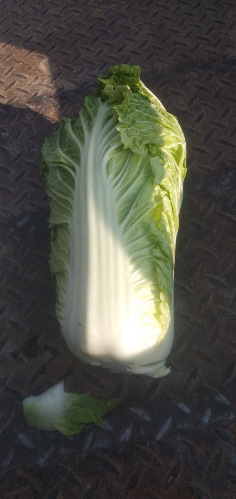 冷棚大白菜有现货啊需的提前联系我
