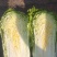 冷棚大白菜有现货啊需的提前联系我