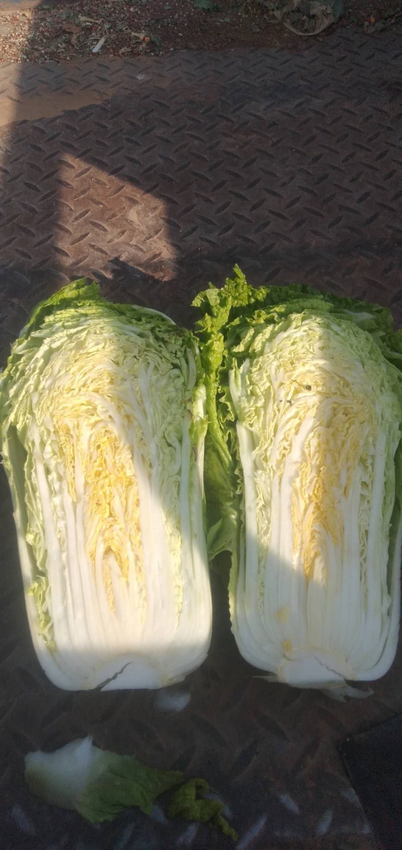 冷棚大白菜有现货啊需的提前联系我