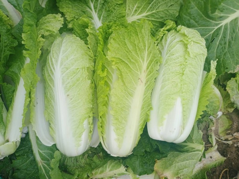 冷棚大白菜有现货啊需的提前联系我