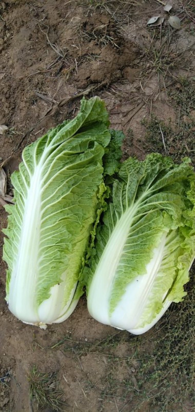 冷棚大白菜有现货啊需的提前联系我