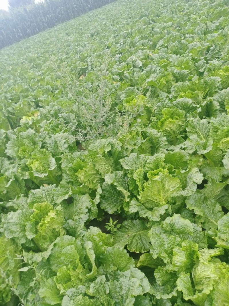 冷棚大白菜有现货啊需的提前联系我