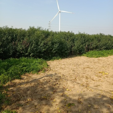 农场直销毛桃苗，嫁接桃苗大量批发各种桃树苗。