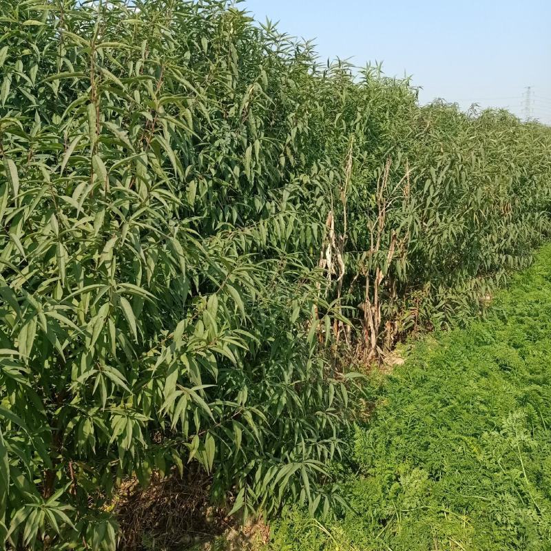 农场直销毛桃苗，嫁接桃苗大量批发各种桃树苗。