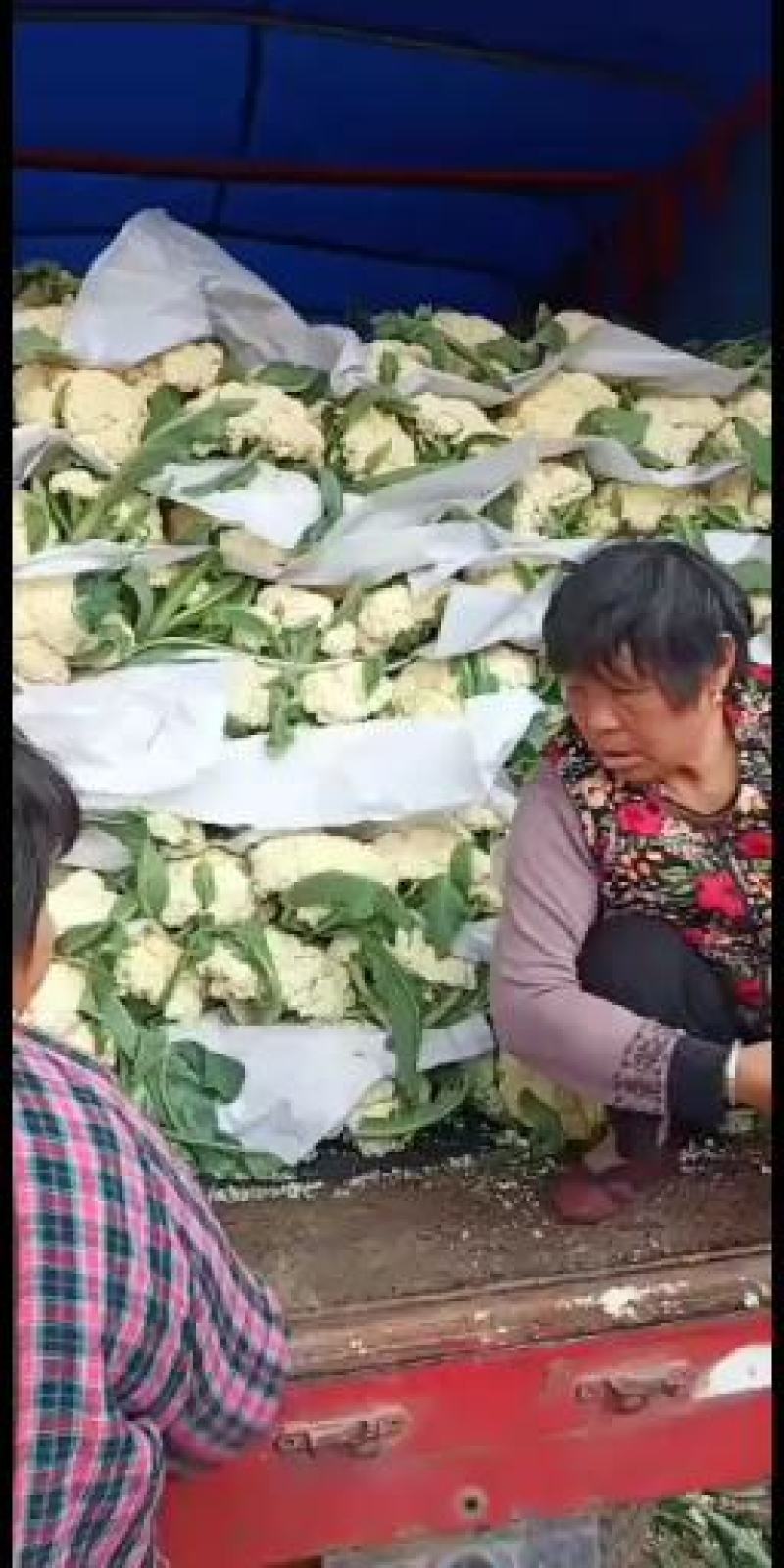 大量上市白面青梗松花菜三斤左右散花乳白可打冷