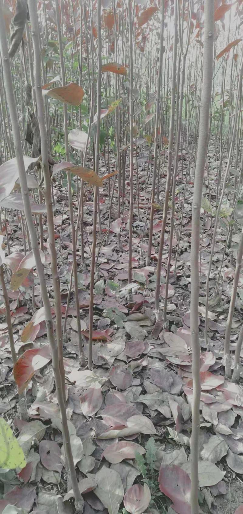 批发各种柿子树苗规格齐全一年苗和两年苗规格齐全。