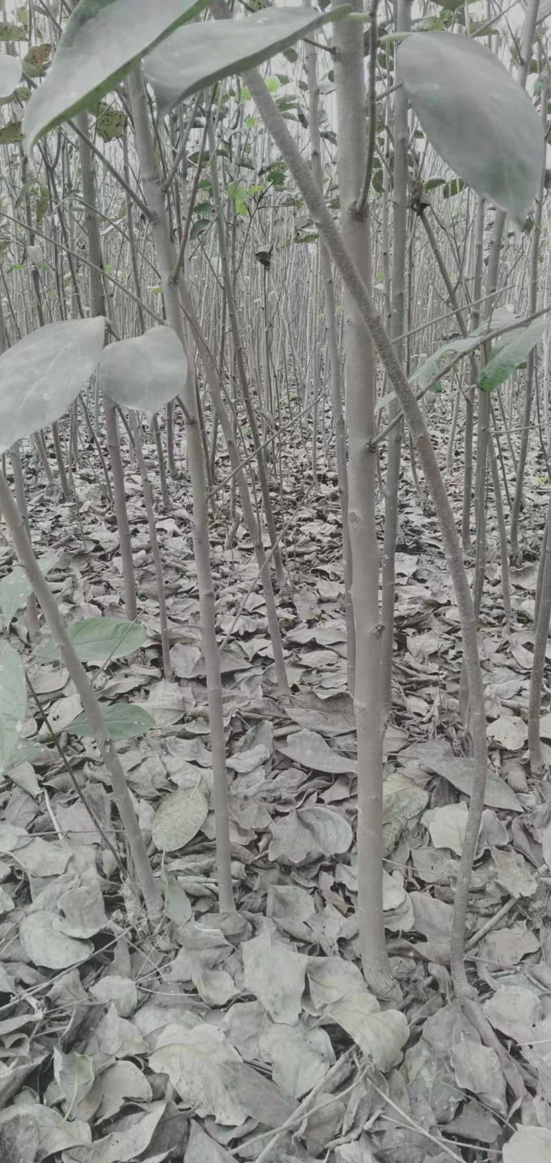 批发各种柿子树苗规格齐全一年苗和两年苗规格齐全。