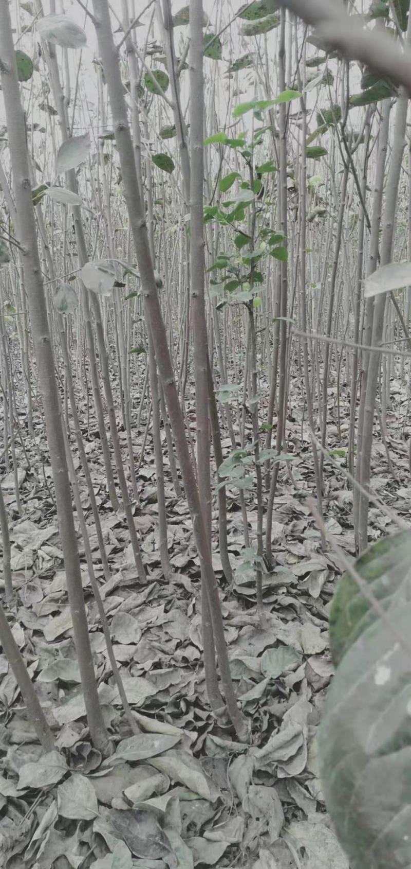 批发各种柿子树苗规格齐全一年苗和两年苗规格齐全。