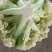 优质福建花菜-颜色白青梗白面散花松花菜椰花菜实力代办