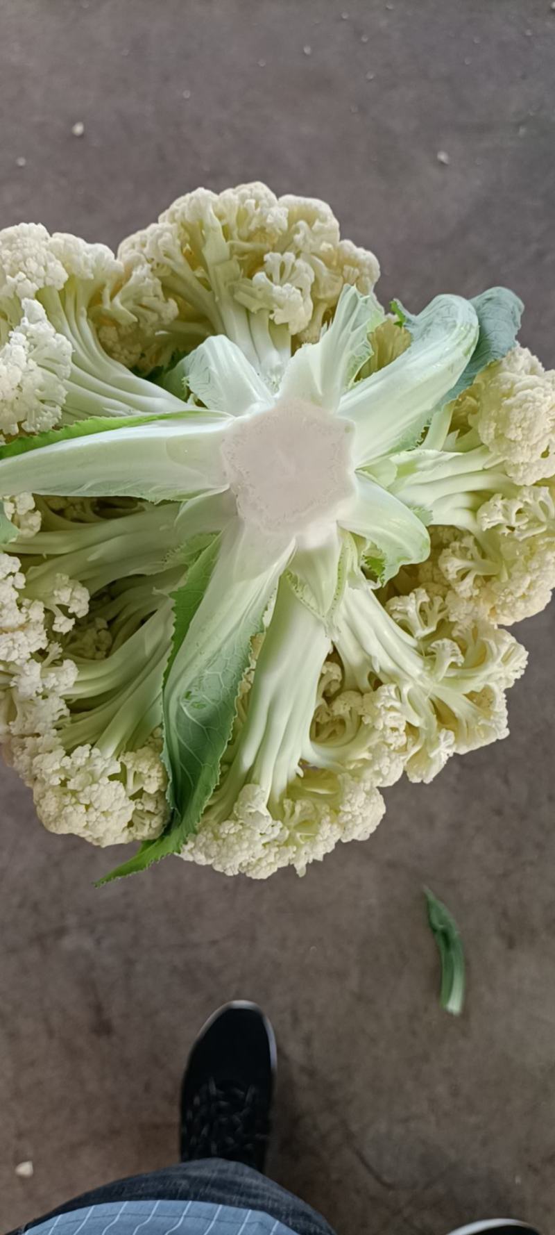 优质福建花菜-颜色白青梗白面散花松花菜椰花菜实力代办