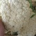 优质福建花菜-颜色白青梗白面散花松花菜椰花菜实力代办