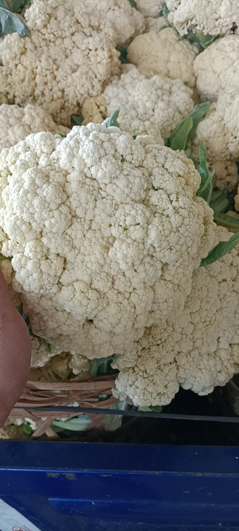 优质福建花菜-颜色白青梗白面散花松花菜椰花菜实力代办