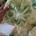 优质福建花菜-颜色白青梗白面散花松花菜椰花菜实力代办