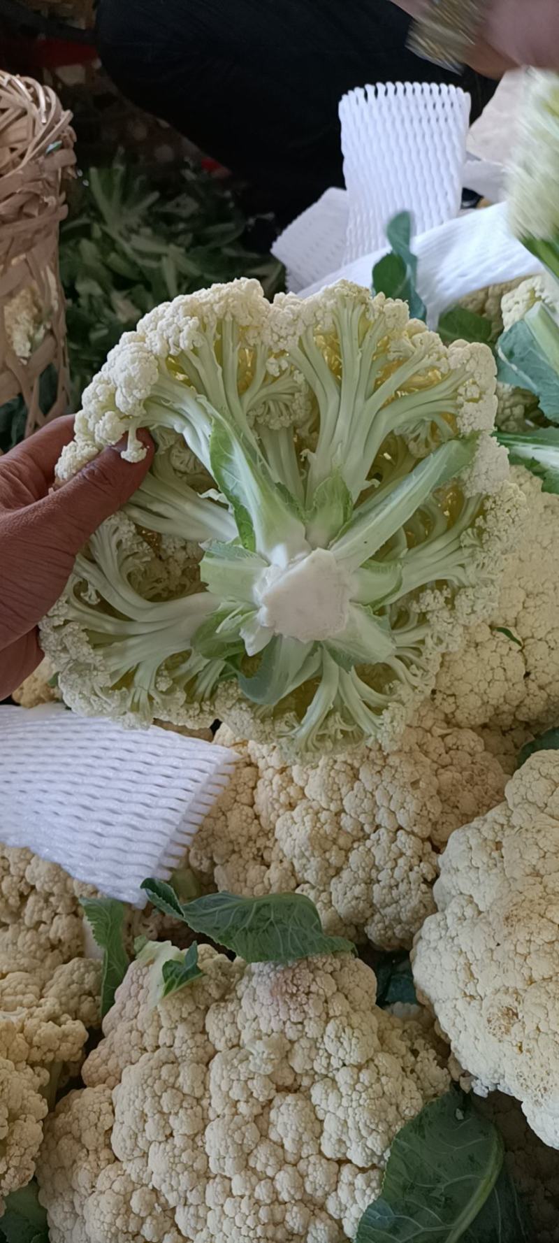 优质福建花菜-颜色白青梗白面散花松花菜椰花菜实力代办