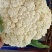 优质福建花菜-颜色白青梗白面散花松花菜椰花菜实力代办
