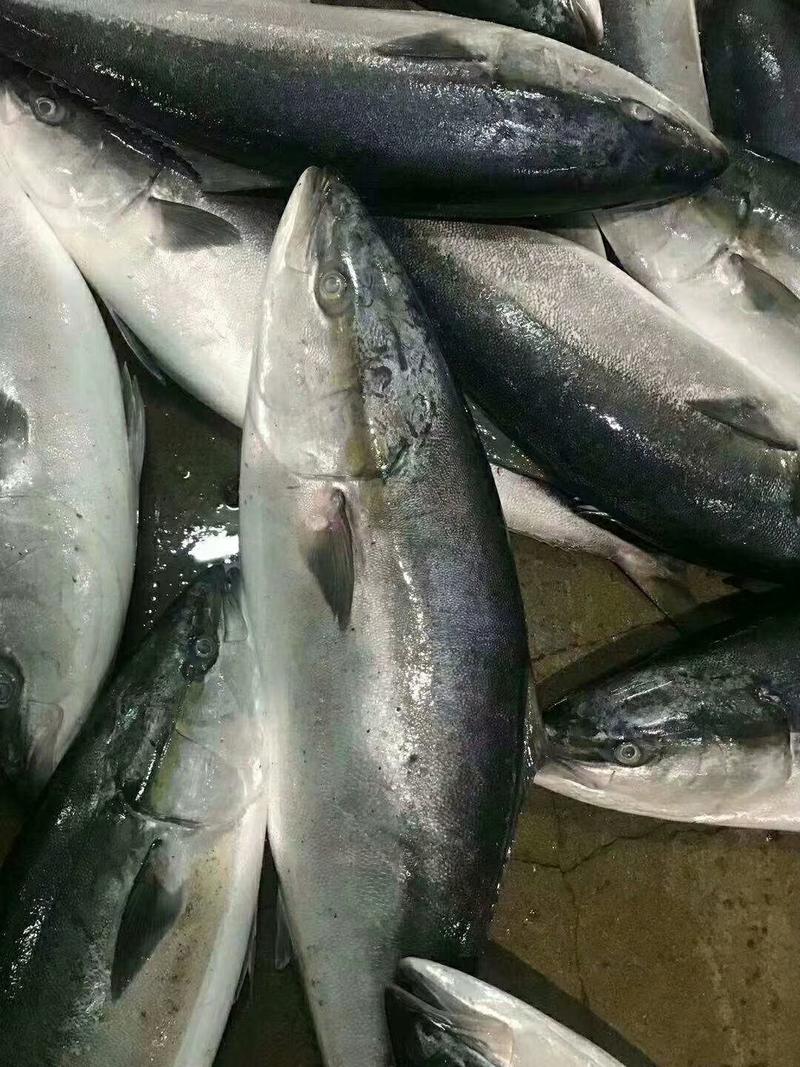 黄金鲅鱼大量有货现在订购