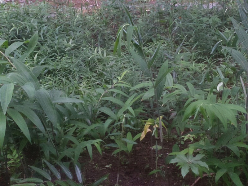 鸡头黄精苗，这是我们西南地区地道的品种，种植效益好。