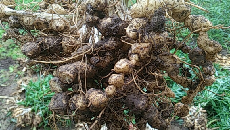 鸡头黄精苗，这是我们西南地区地道的品种，种植效益好。