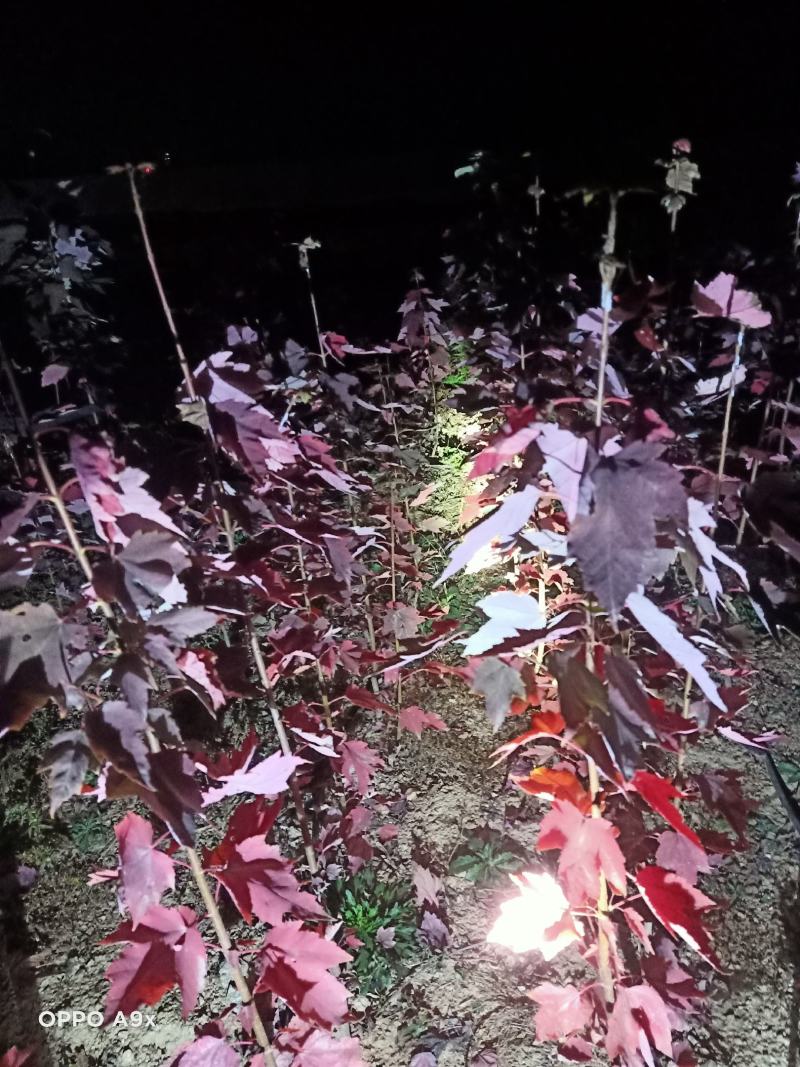 场地拆迁，急需处理，优质红枫红冠两年树苗1-3公分