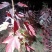 场地拆迁，急需处理，优质红枫红冠两年树苗1-3公分