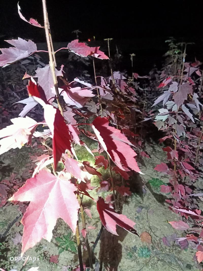 场地拆迁，急需处理，优质红枫红冠两年树苗1-3公分