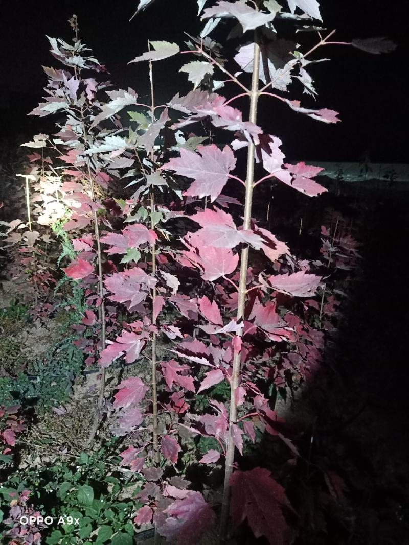 场地拆迁，急需处理，优质红枫红冠两年树苗1-3公分