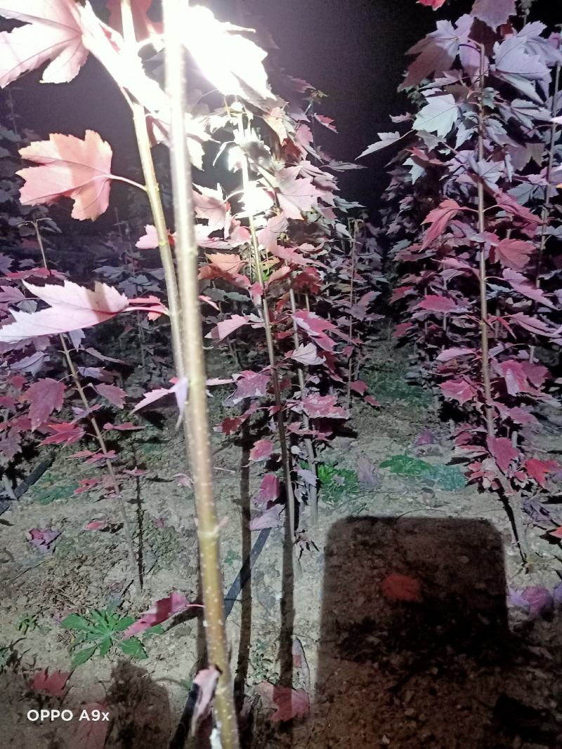 场地拆迁，急需处理，优质红枫红冠两年树苗1-3公分