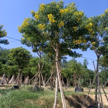 福建省漳州市供应绿化，黄花槐供应大小规格袋苗