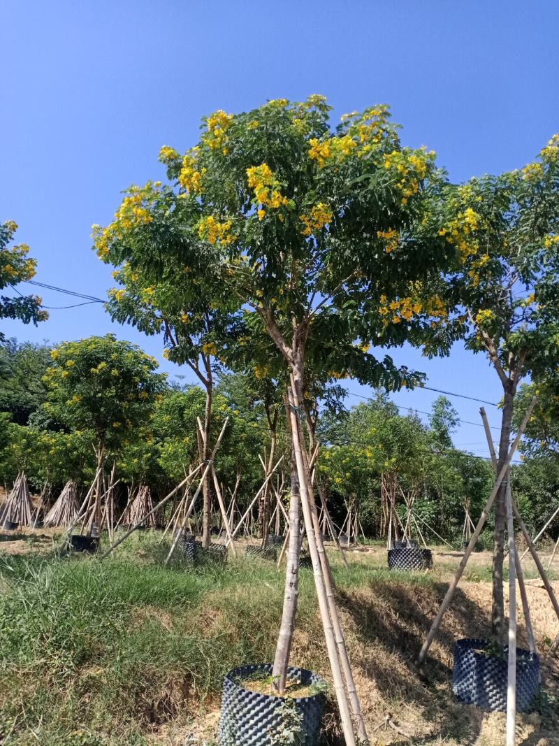 福建省漳州市供应绿化，黄花槐供应大小规格袋苗