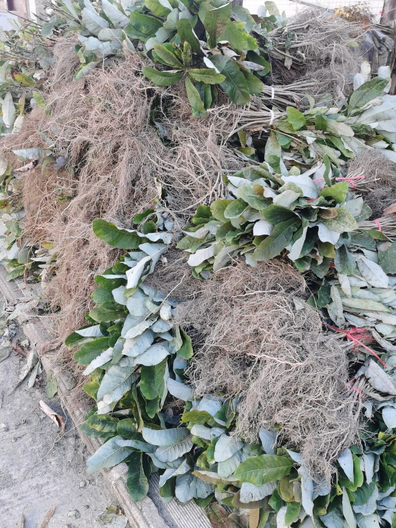 厚朴树苗园林绿化苗木药材种高存活规格齐全