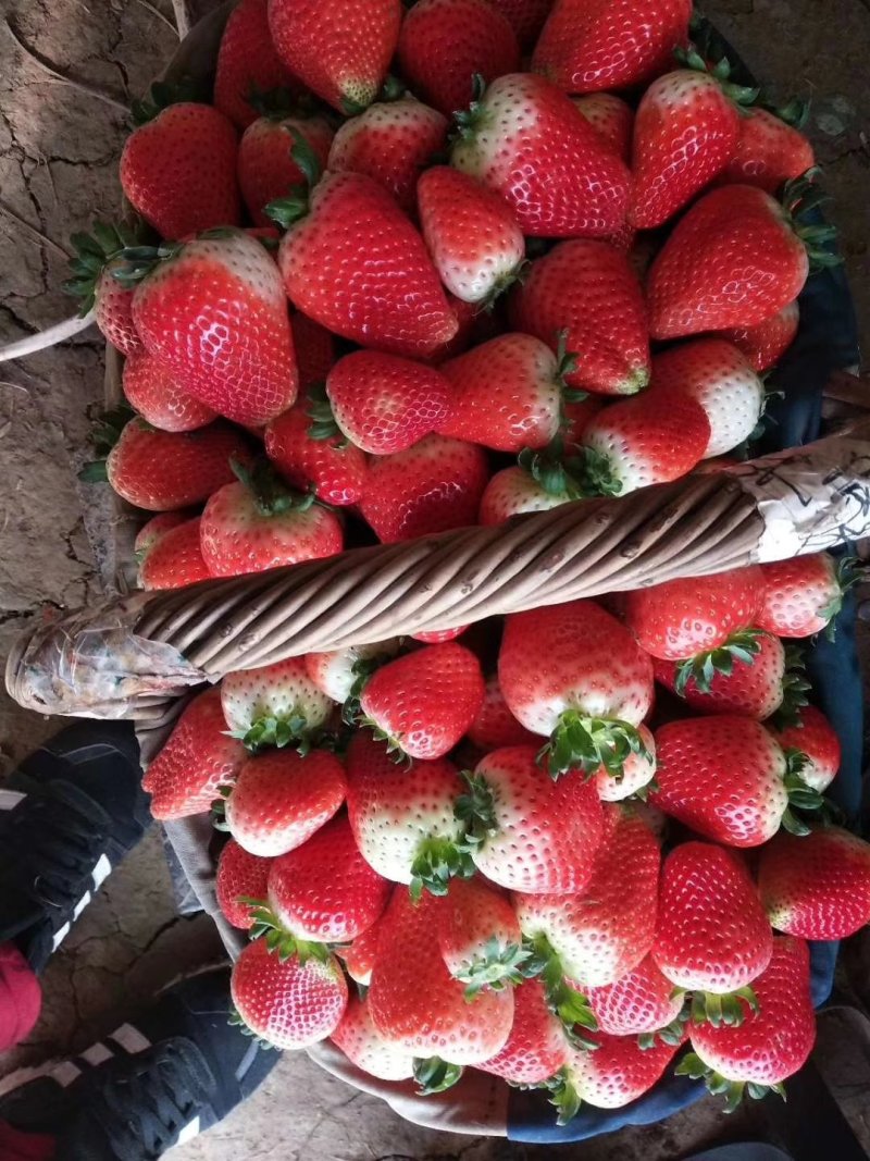 可开发票闻集天仙醉奶油草莓每天稳定货源2万斤