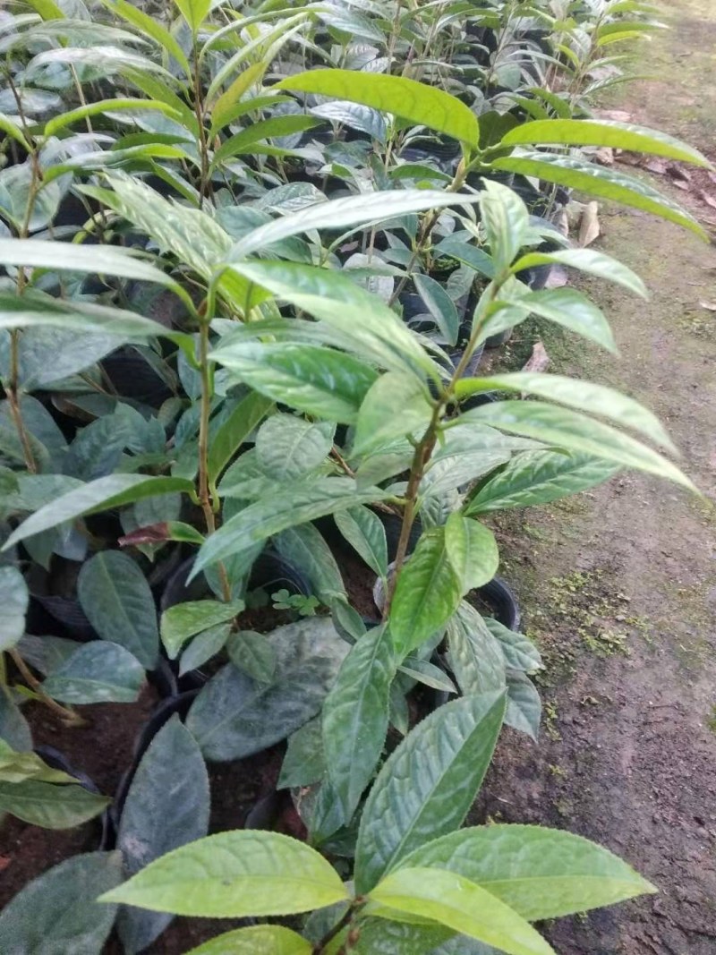 金花茶花苗产地批发颜色靓丽规格齐全视频看货