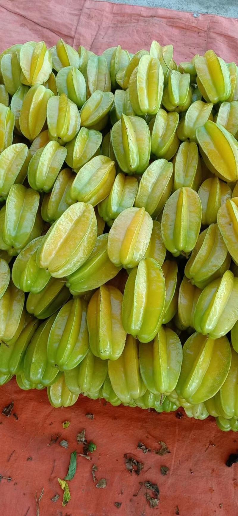 广东哪里有批发杨桃的