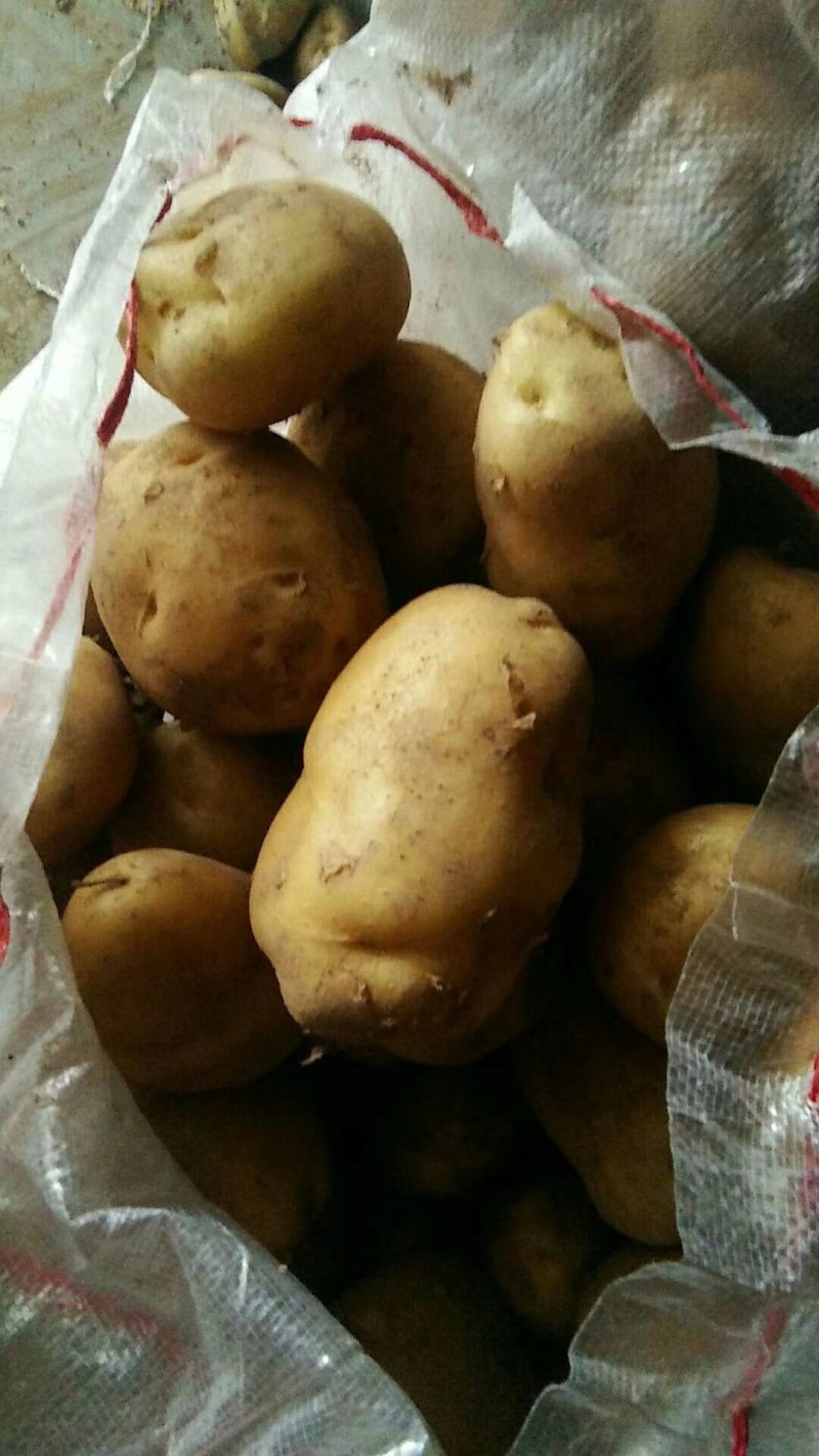 山东库存土豆大量供应，全国发货，货源充足产地大量
