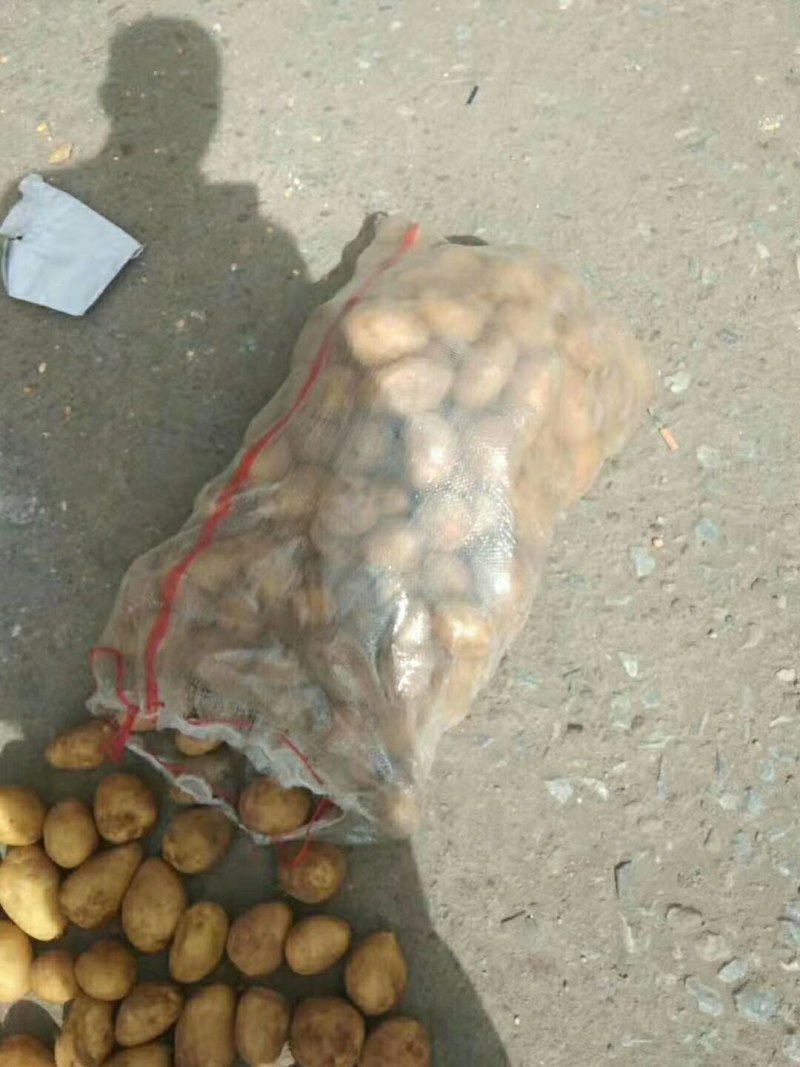 山东库存土豆大量供应，全国发货，货源充足产地大量