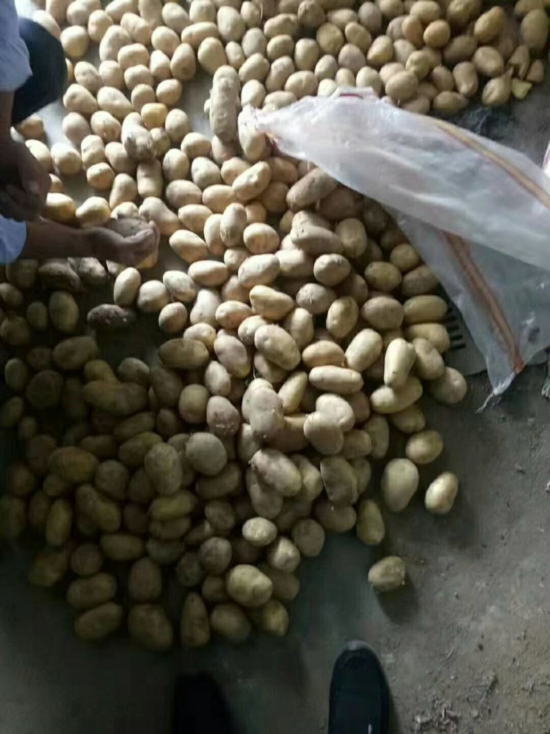山东库存土豆大量供应，全国发货，货源充足产地大量