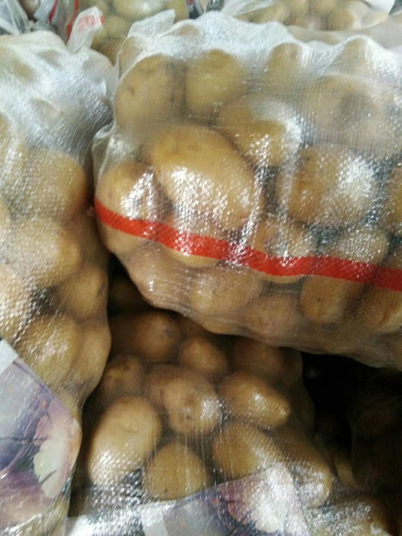 山东库存土豆大量供应，全国发货，货源充足产地大量
