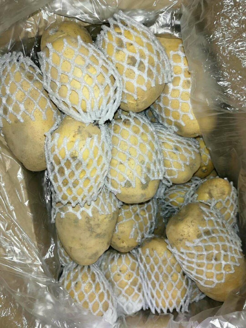 山东库存土豆大量供应，全国发货，货源充足产地大量