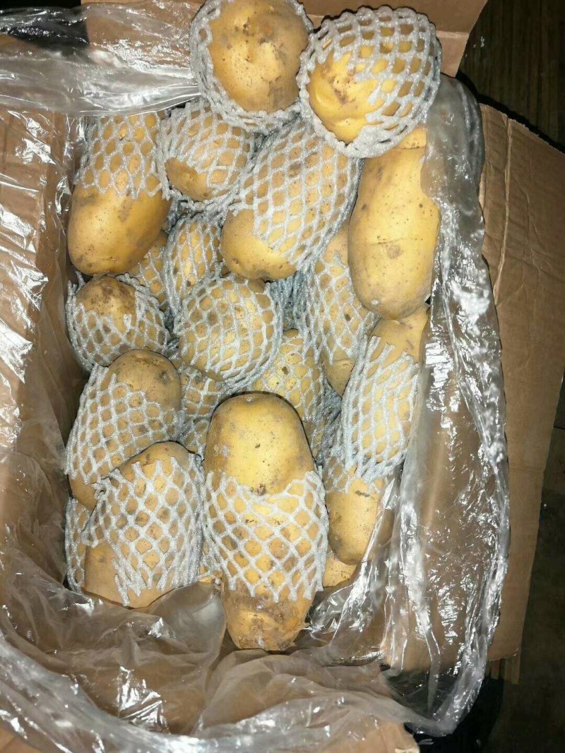 山东库存土豆大量供应，全国发货，货源充足产地大量