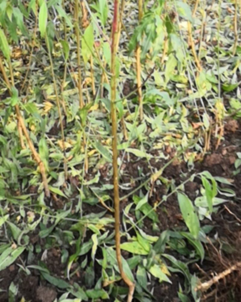 金秋红蜜桃苗高度1.5米长势良好正在出售